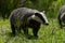 British badger in a field Devon england uk