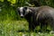 British badger in a field Devon england uk