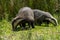 British badger in a field Devon england uk