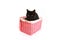 British black cat in a pink basket isolated on white background