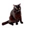 British black cat sitting on a white background, isolated image