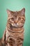 british blue cat on a green background. cat portrait in studio