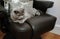 British Blue Short Hair Pedigree Cat Lying on Leather Chair