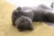 British blue shorthair cat is lying on its back at high light