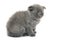 British blue shothair kitten