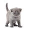 British blue shothair kitten