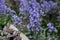 British bluebell (Hyacinthoides non-scripta) close up