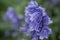 British bluebell (Hyacinthoides non-scripta) close up