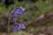 British bluebell (Hyacinthoides non-scripta) close up