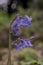 British bluebell (Hyacinthoides non-scripta) close up