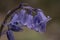 British bluebell (Hyacinthoides non-scripta) close up