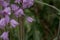 British bluebell (Hyacinthoides non-scripta) close up