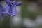 British bluebell (Hyacinthoides non-scripta) close up