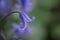 British bluebell (Hyacinthoides non-scripta) close up