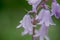 British bluebell (Hyacinthoides non-scripta) close up