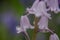 British bluebell & x28;Hyacinthoides non-scripta& x29; close up