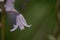 British bluebell (Hyacinthoides non-scripta) close up