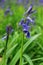 British Bluebells | Bluebells | Woodlands