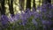 British Bluebells in woodland