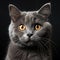 British breed cat on a black background. Generative AI