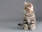 British breed kitten is isolated on grey