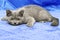 British breed kitten smoky-gray color