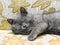 British breed kitten smoky-gray color
