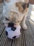 British Bulldog Chewing on a Football