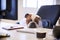 British Bulldog Dressed As Businessman Looking Sad At Desk