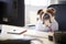 British Bulldog Dressed As Businessman Works At Desk On Computer