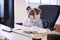 British Bulldog Dressed As Businessman Works At Desk On Computer