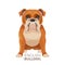 British Bulldog medium-sized breed, English bulldog muscular, hefty puppy