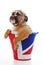 British Bulldog Puppy
