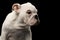 British bulldog puppy breed on black background