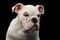 British bulldog puppy breed on isolated black background