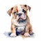 British bulldog puppy on a white background. Cute digital watercolour for dog lovers