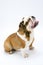 A British Bulldog sits patiently on a white background looking upwards