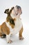 A British Bulldog sits patiently on a white background looking upwards