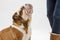 A British Bulldog sits patiently on a white background looking upwards