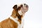 A British Bulldog sits patiently on a white background looking upwards