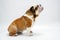 A British Bulldog sits patiently on a white background looking upwards