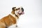 A British Bulldog sits on a white background obediently