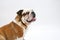 A British Bulldog sits on a white background obediently