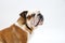 A British Bulldog sits on a white background obediently