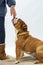 A British Bulldog sits on a white background waiting for his mistress