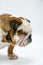 A British Bulldog sits on a white background waiting to be allowed to eat a treat