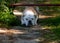 British Bulldog standing outside in the green grass