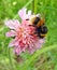 British bumble bee insect nectar feeding on spring flower