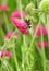 British bumble bee insect nectar feeding on spring flower