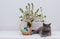 British cat and Easter eggs in basket on a white background. Easter composition with a cute cat. Copy space